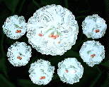 Berry Set